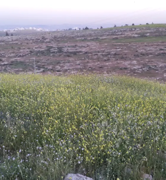 في حوض المكيمين بشفا بدران أرض 608 م² على شارعين