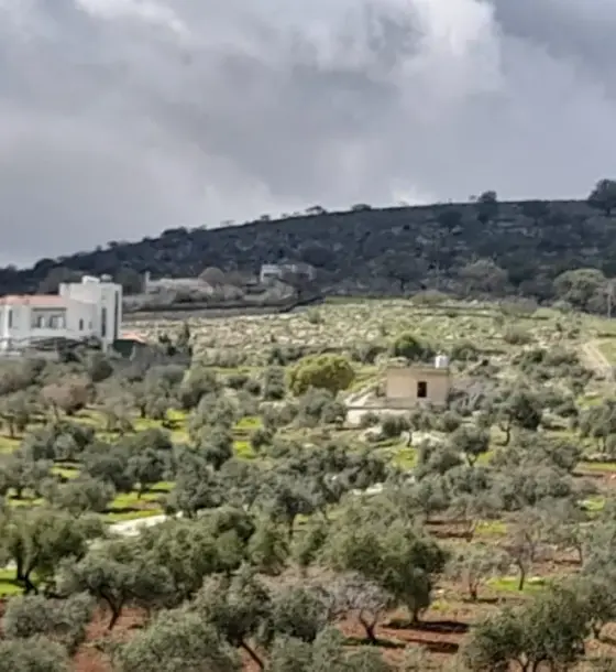 Sarout, Al Tal'a basin: 2,200 m² share in a jointly owned 27-dunum parcel