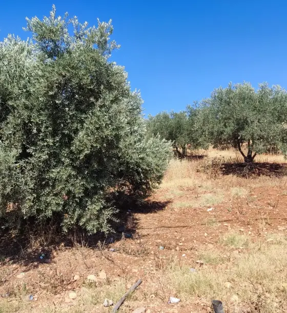 North Khushaiba, Sarout: 5-dunum olive farm on flat red soil