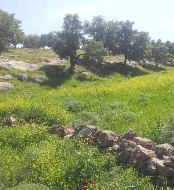 Oak forest around a 5,760 m² Sarout plot that suits chalets or farms