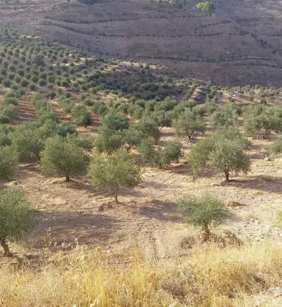 Al Subeihi, Salt: fenced 4,250 m² olive farm with a water pool