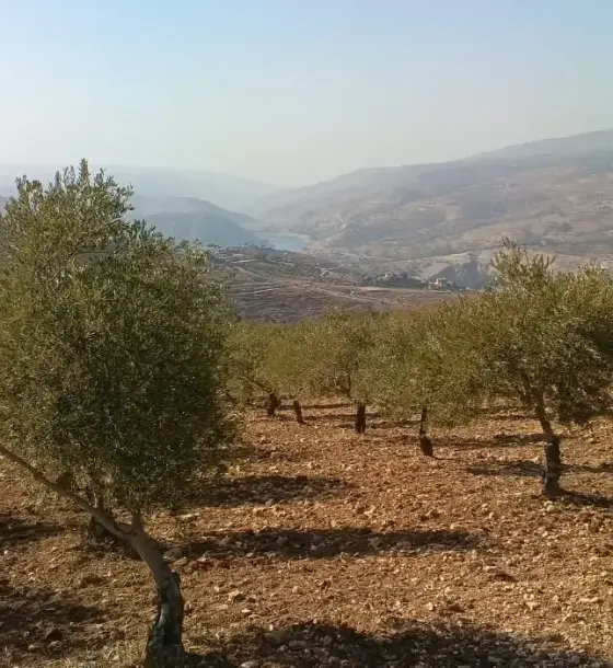 Al-Mastaba olive farm, two dunums on high ground over King Talal Dam