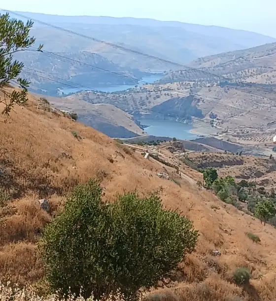 Al-Mastaba olive land, 4.5 dunums, looking over King Talal Dam and the Ajloun hills