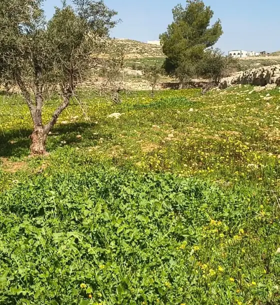 3.5-dunum farmland with a shell house and 60 olive trees in Ain wa Al-Ma'mariyyeh