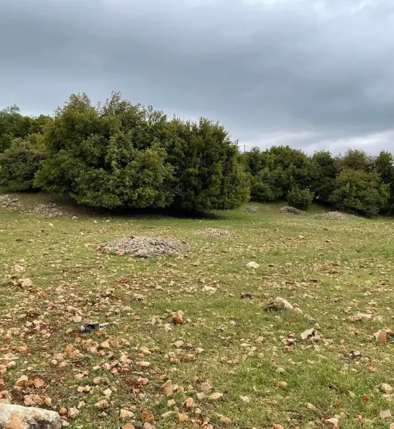 5-dunum elevated plot on a 12 m paved road in Rason, Ajloun
