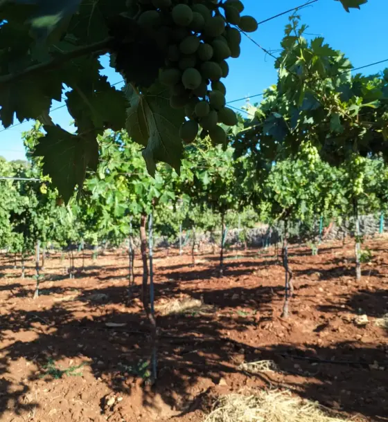 Fenced 4-dunum farm plot with a well, grapevines and fruit trees in Sakhra