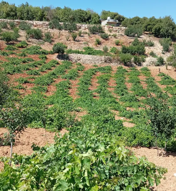 5-dunum farm with grapes, plums, apples and a rain well in E'in Jana
