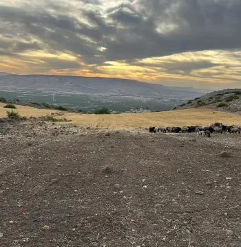 Land for sale in Umm Qais