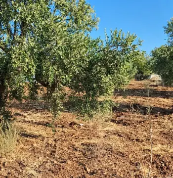 Land for sale in Taybeh District