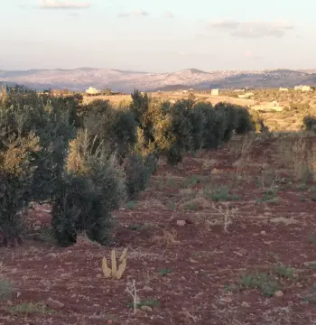 Land for sale in Al Subeihi