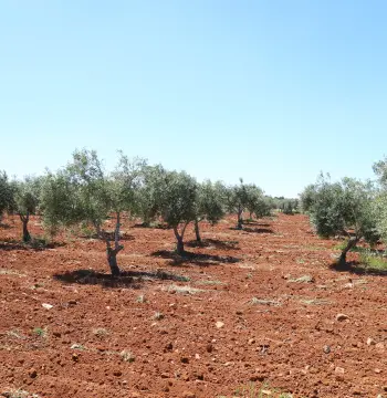 Land for sale in Al-Fayha'