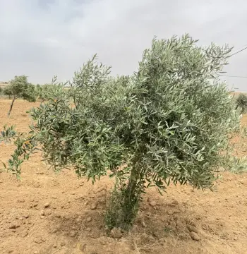 أرض للبيع في Dalilet Al-Hamaideh