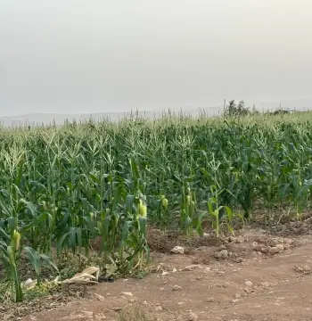أرض للبيع في Thaghrat Al-Gub