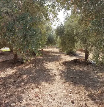 Land for sale in Bahath