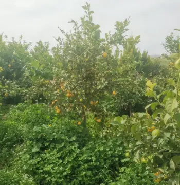 Land for sale in Umm Al-Rasas