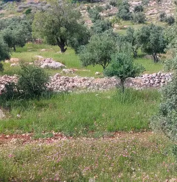 أرض للبيع في ابو السوس