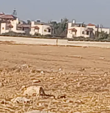 أرض للبيع في ام البساتين