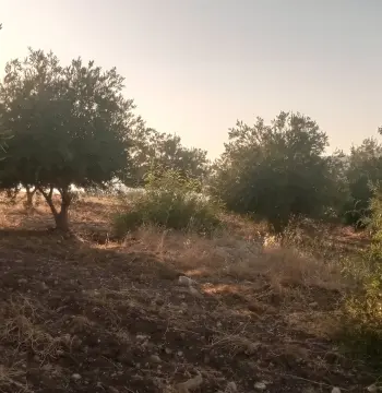 Land for sale in Al-Mokhaba Al-Tahta