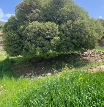 Land for sale in A'llan