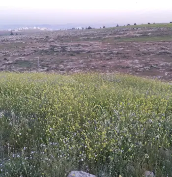 أرض للبيع في شفا بدران