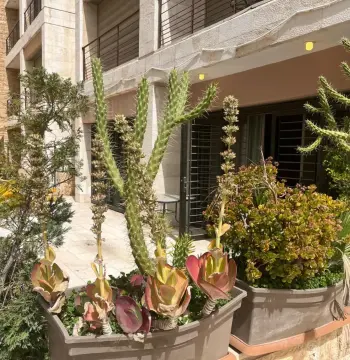 Furnished Apartment to Rent #3616