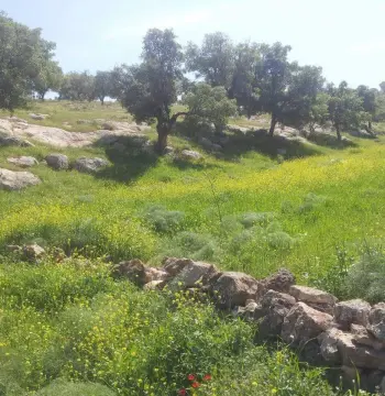 أرض للبيع في Sarout