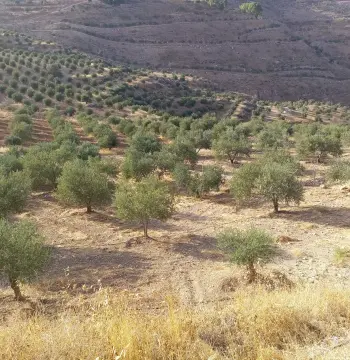 أرض للبيع في Al Subeihi