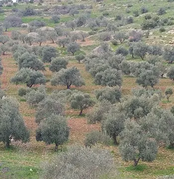 Land for sale in Sakhra