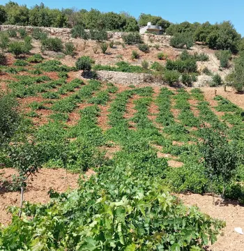 Land for sale in E'in Jana