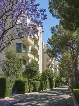 شارع تصطفّ عليه عمارات سكنية من الحجر الكريمي بشرفات، تحت أشجار جاكاراندا مزهرة